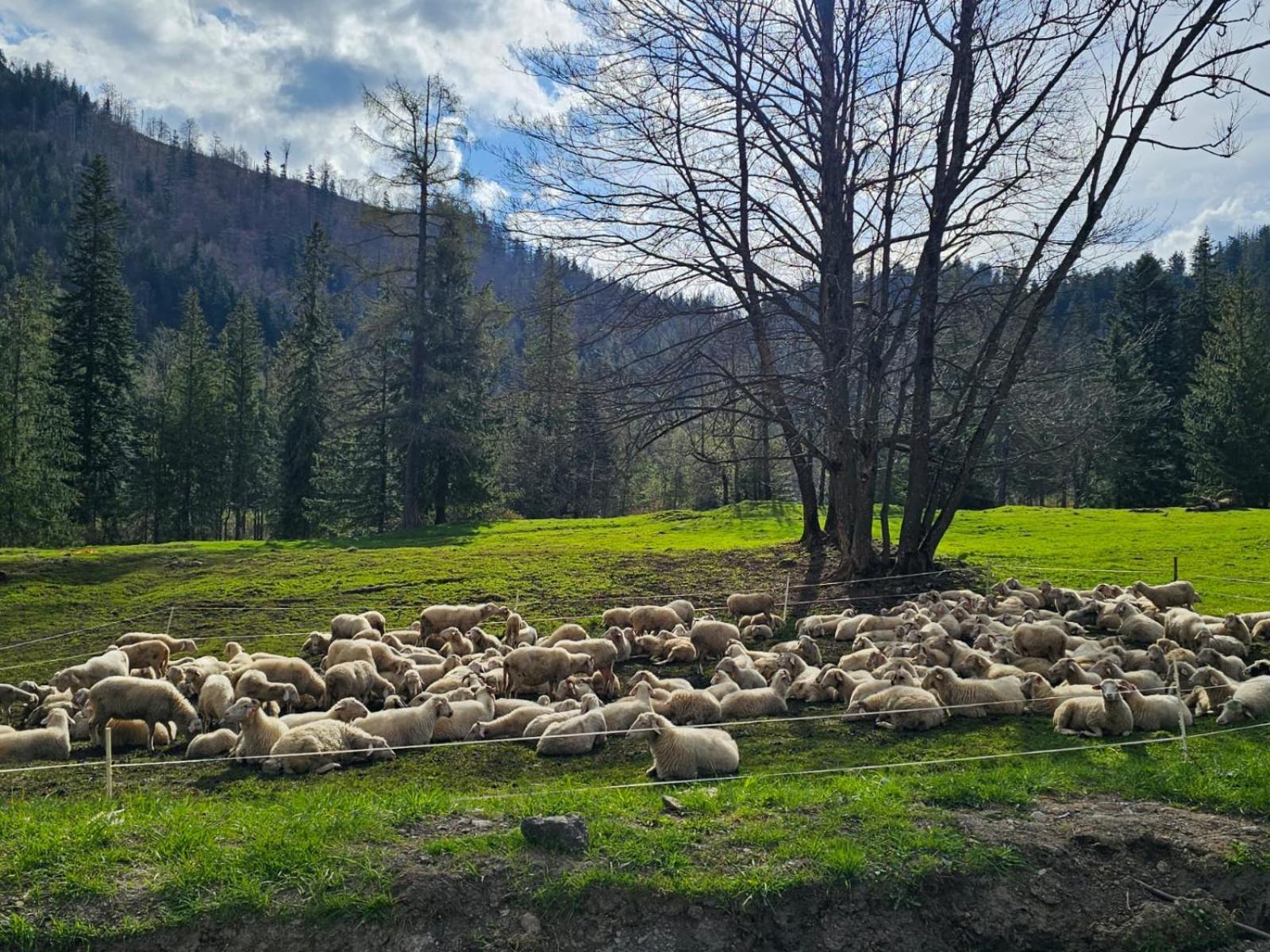Gosciniec Kuznice Zakopane Luaran gambar