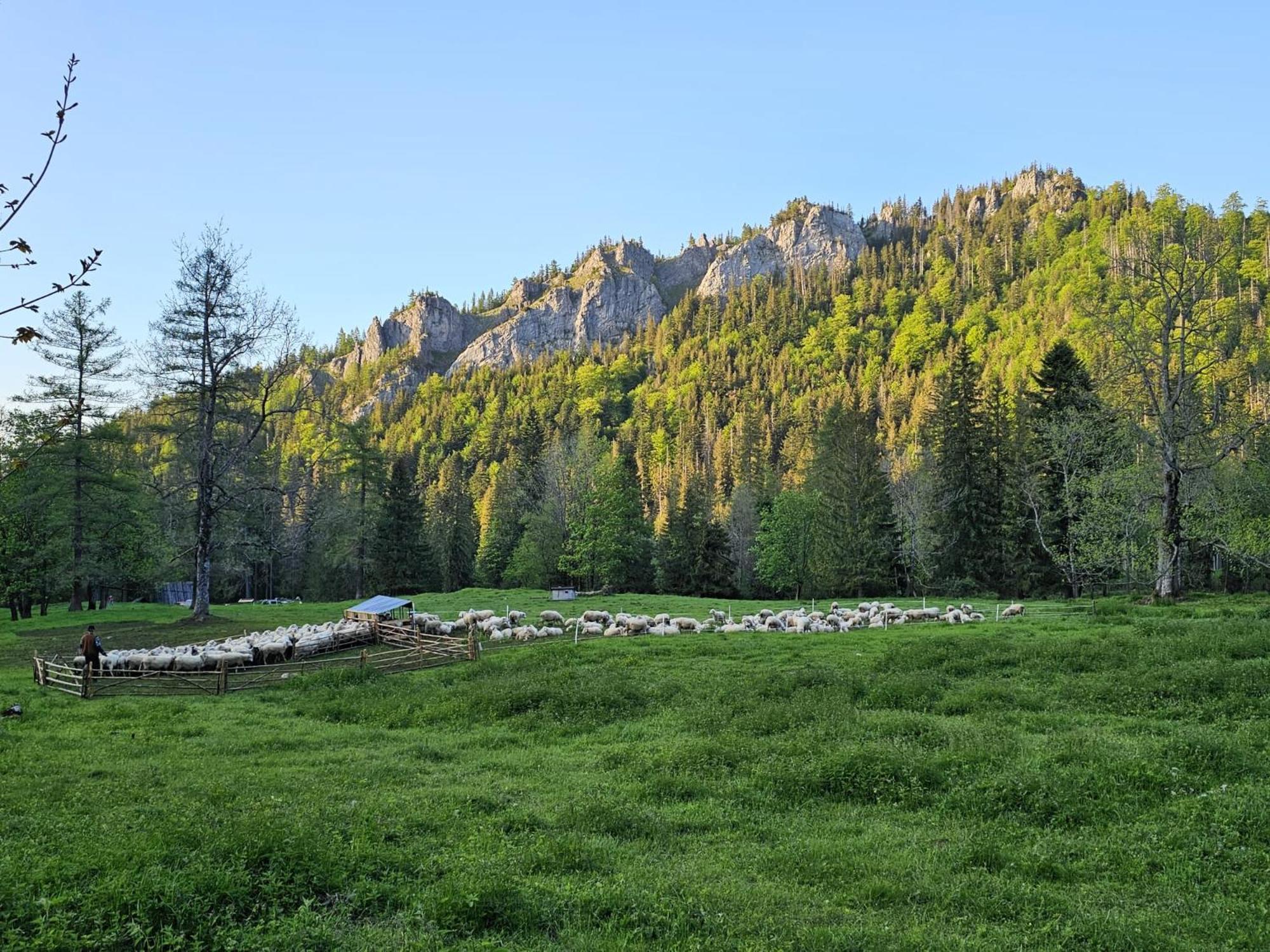 Gosciniec Kuznice Zakopane Luaran gambar